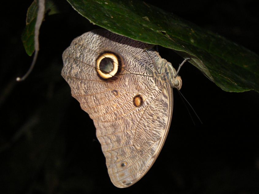 Owl butterfly